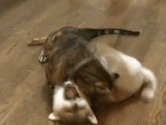 猫哥不还手,觉得自己很厉害,瞬间身高两米八,变本加厉地踩踏,蹂躏猫哥