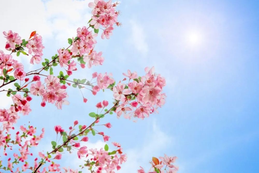 你安好,我无恙,岁月就会花开