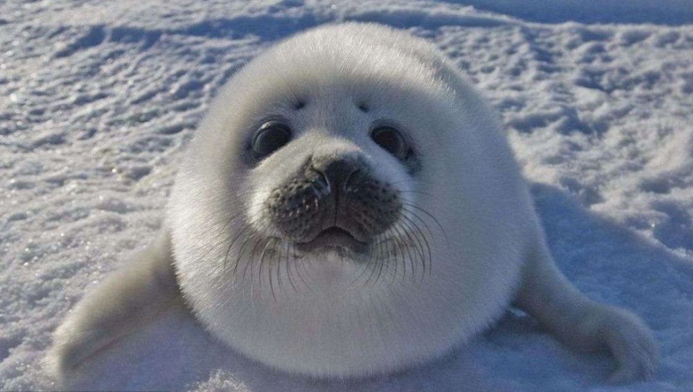 一些出生不足12天的小海豹,便过早地跌进冰海而夭折.
