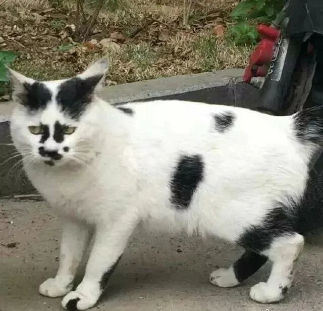 猫咪,奶牛猫