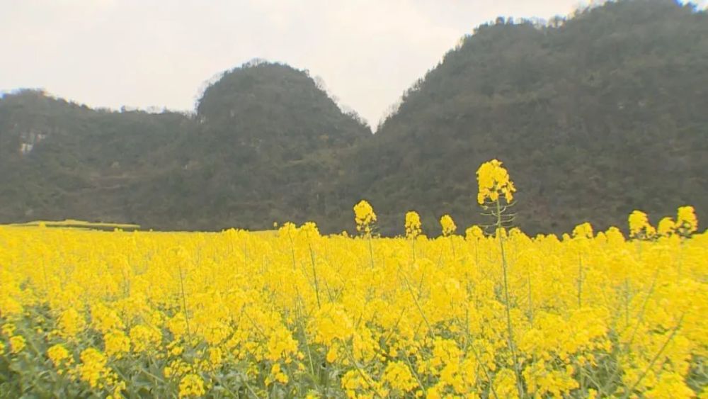 油菜花,木岗镇,六枝特区