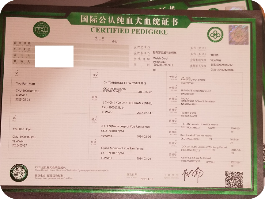 上图是我们犬舍引入的一只血统级柯基的血统证书 我的犬舍在cku登记