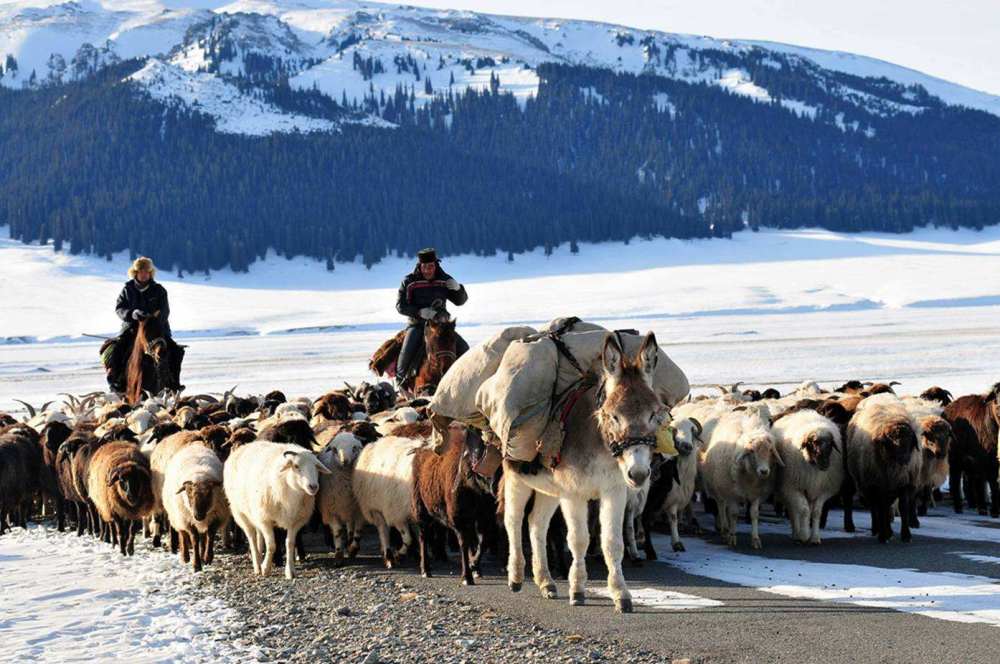 运气好,正好遇到外蒙古牧民们驱赶着牛羊,在 雪白的草地上转场