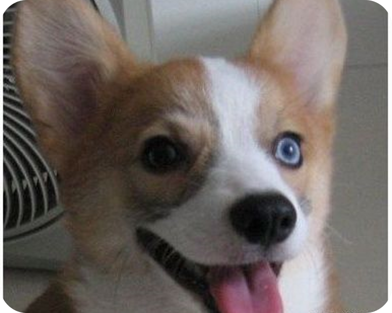 如何鉴别纯种柯基犬,看这里