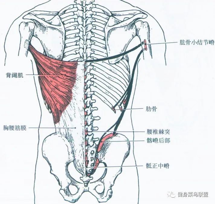 背阔肌的主要功能是内收和伸展肩关节,而背阔肌的训练动作也是围绕这