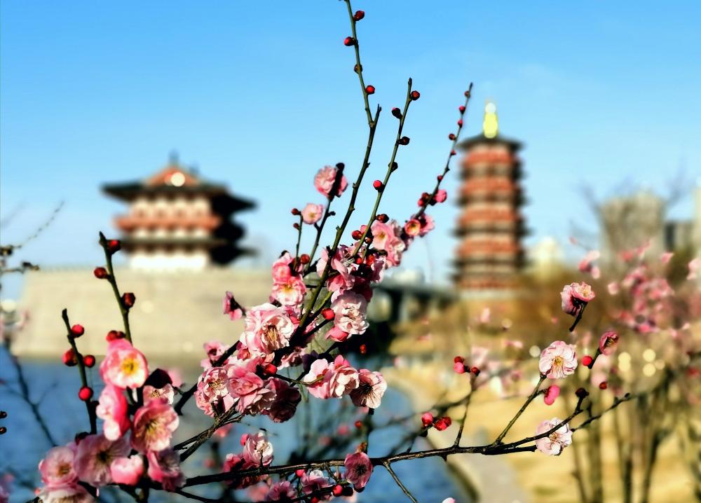 洛阳洛河北岸,风景独好网红打卡景点—瀍壑朱樱塔