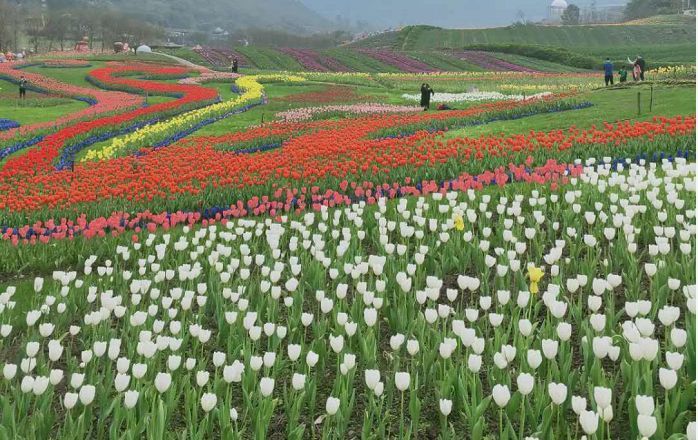 泸州花田酒地景区恢复开放,门票预订指南来了,请