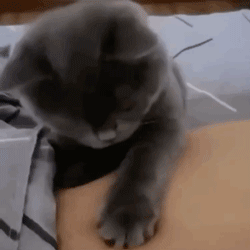 猫猫把铲屎官肚脐当成好吃的,却发现:咦?怎么拿不起来