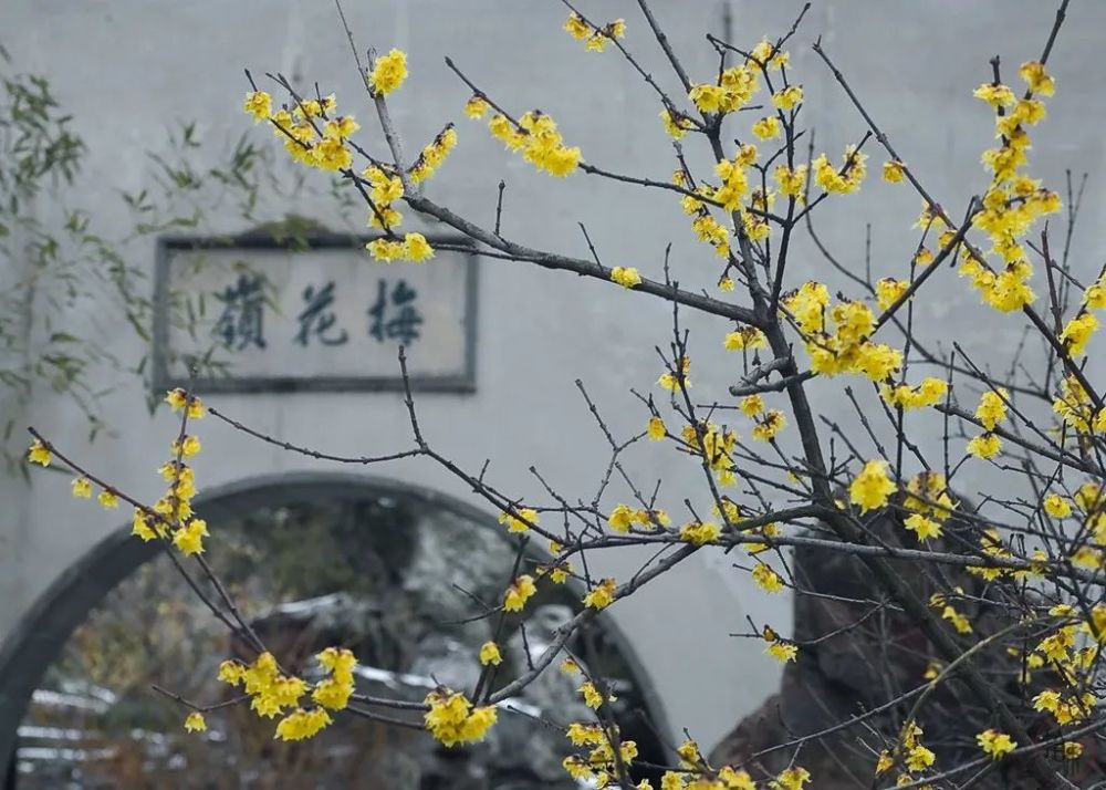 站在梅花树下,等风等雨也等你