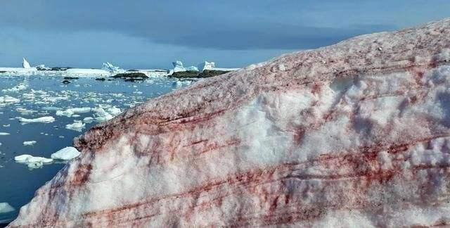 我们担心的事情或正在发生,南极出现的"血雪"就是证明