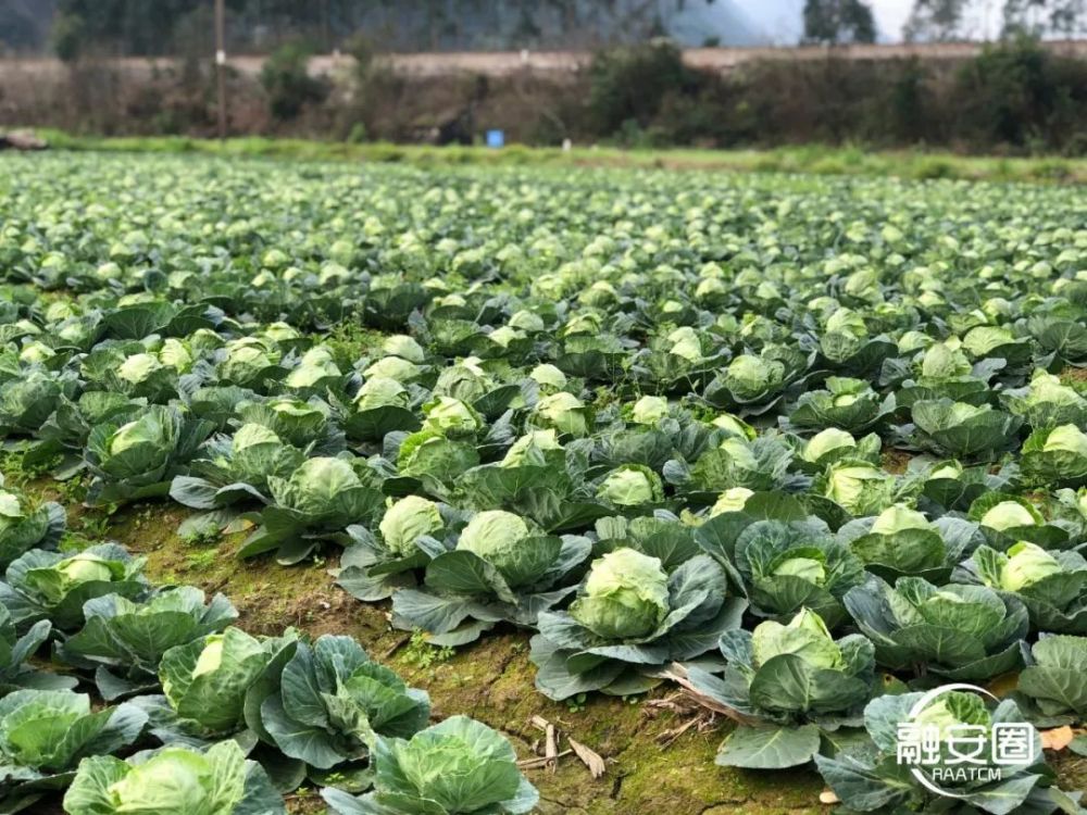 种植环境群山环绕, 远离公路汽车所带来的二次污染, 是一处难得的少