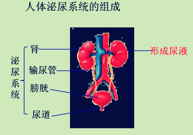 人体八大系统之泌尿系统疾病的防与治