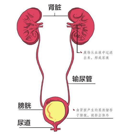 人体八大系统之泌尿系统疾病的防与治