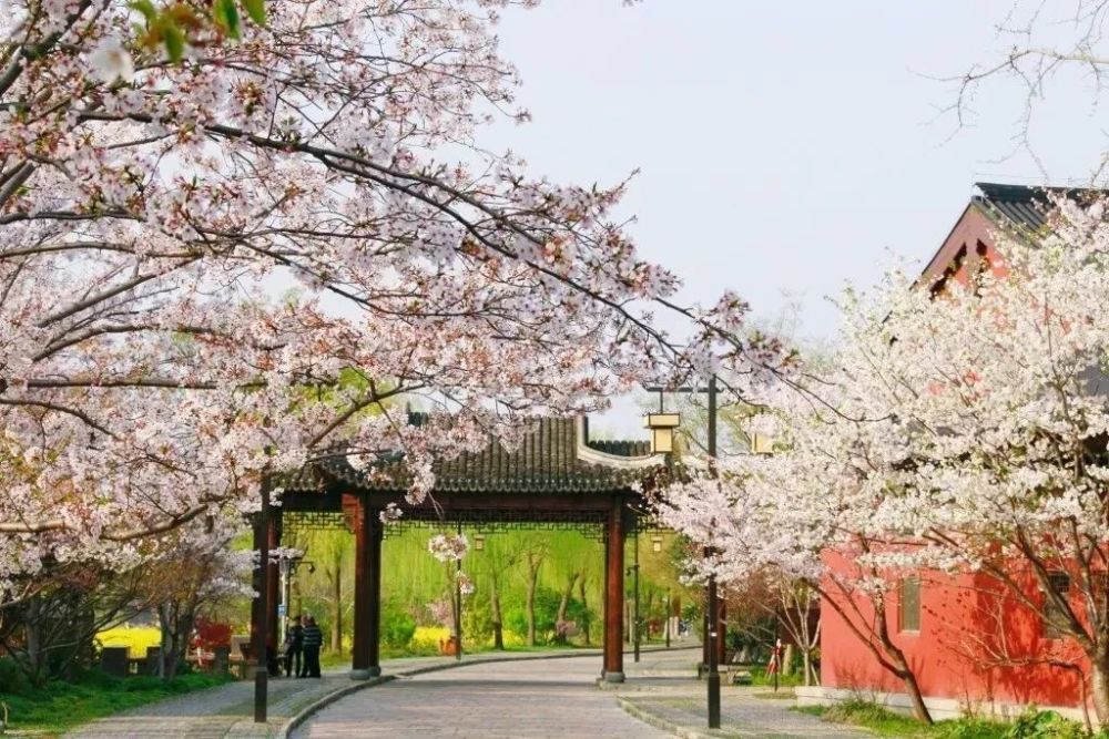 樱花,上海辰山植物园,染井吉野,樱花大道,樱花道