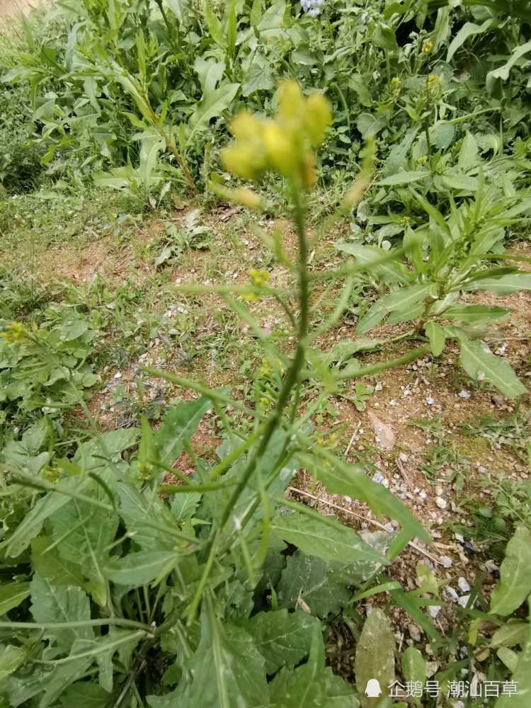 潮汕常见中草药之绿豆草,蔊菜属蔊菜,常用于清肺热