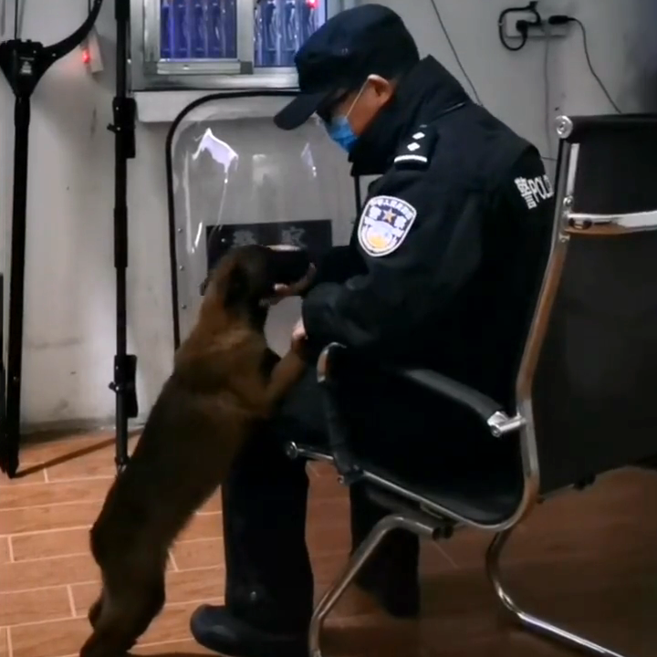 我命由我不由天,流浪马犬二闯特警队,一心想当警犬,成功被收编