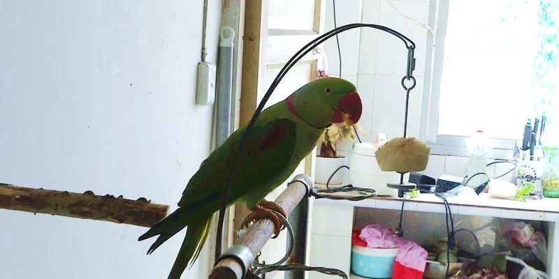 黔南一男子养鹦鹉被举报