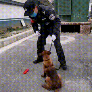 我命由我不由天,流浪马犬二闯特警队,一心想当警犬,成功被收编
