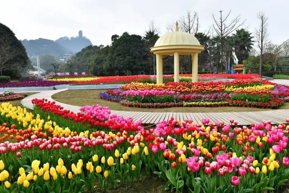 重庆南山植物园,春寒樱,满园,郁金香,樱花,山茶花