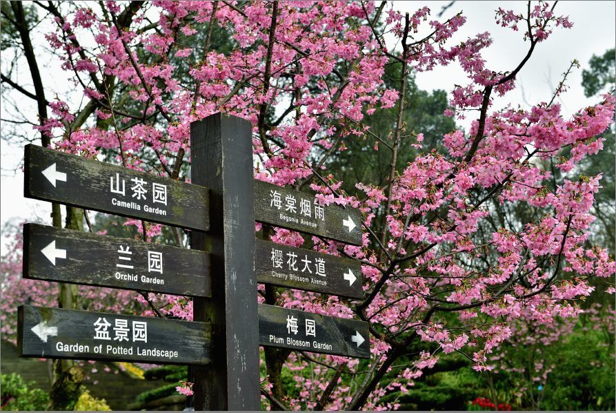 重庆南山植物园,春寒樱,满园,郁金香,樱花,山茶花