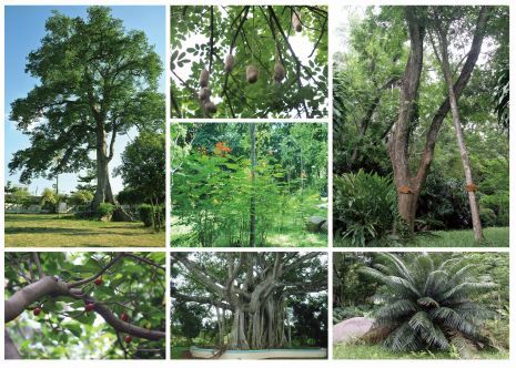 景区 自2020年2月28日起 已恢复营业 1,海南热带植物园景区对持儋州