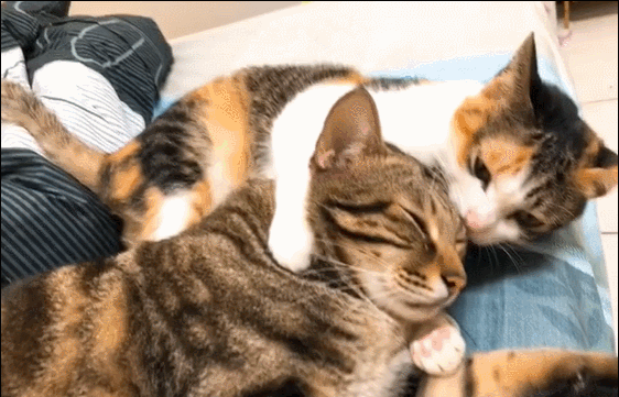 猫咪,萌宠,可爱,搞笑