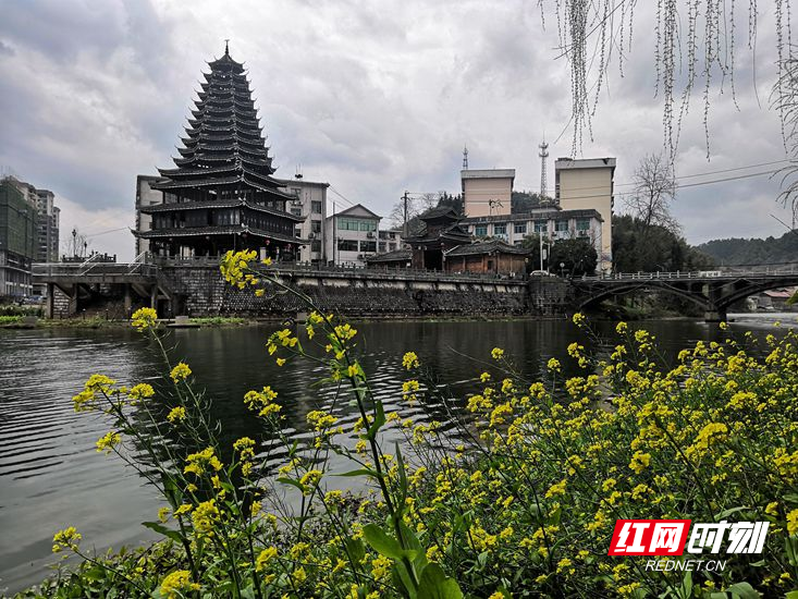 湖南省怀化市通道侗族自治县县城双江镇渠水岸边的油菜花,李花,绿柳与