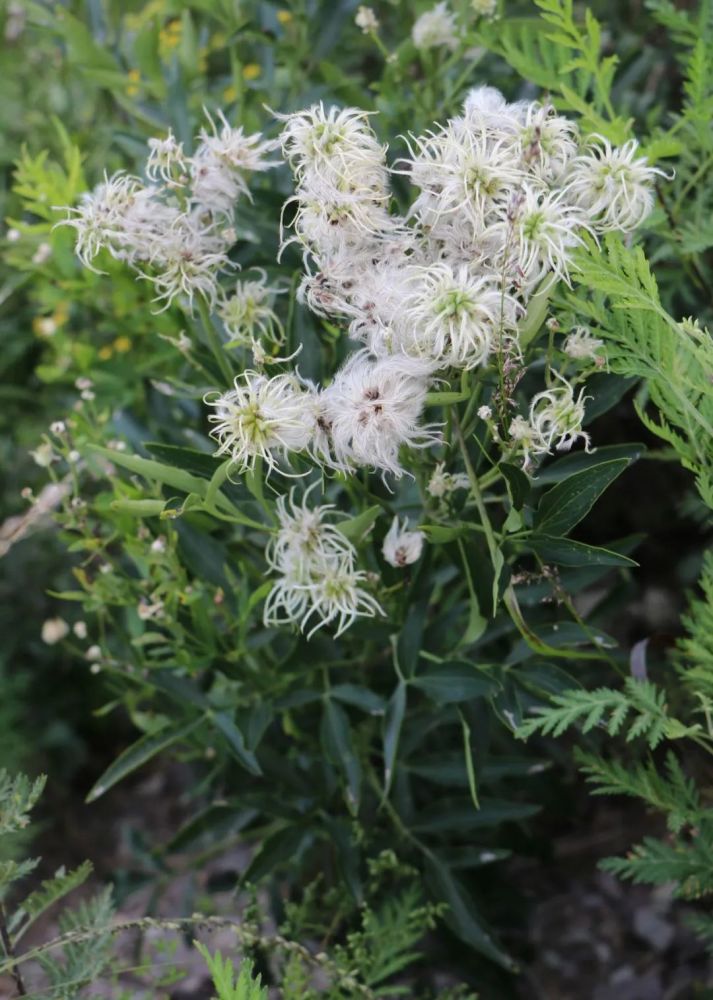 威灵仙(棉团铁线莲clematis hexapetalapall.)