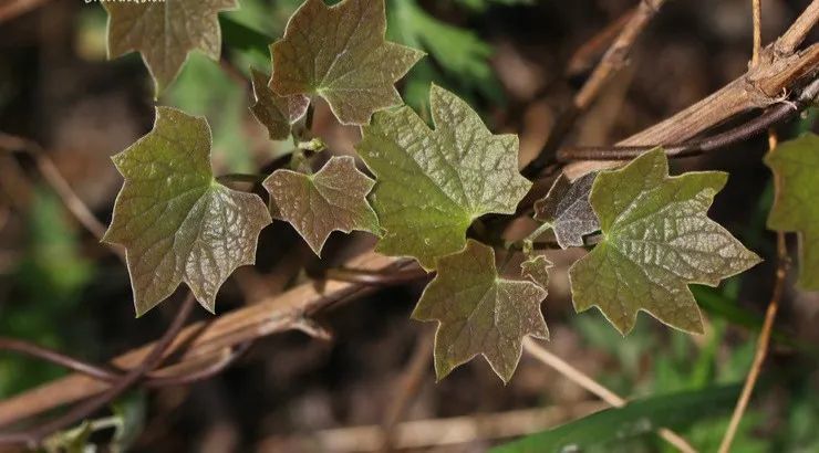 青风藤(毛青藤sinomenium acutum(thunh.)rehd.et wils. var.