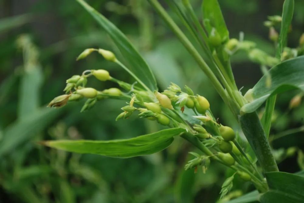 99种中药原植物高清图