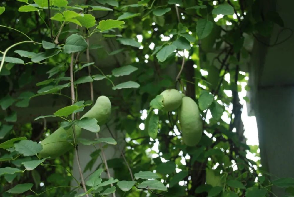 木通(三叶木通akebia trifoliata(thunb.)koidz.)