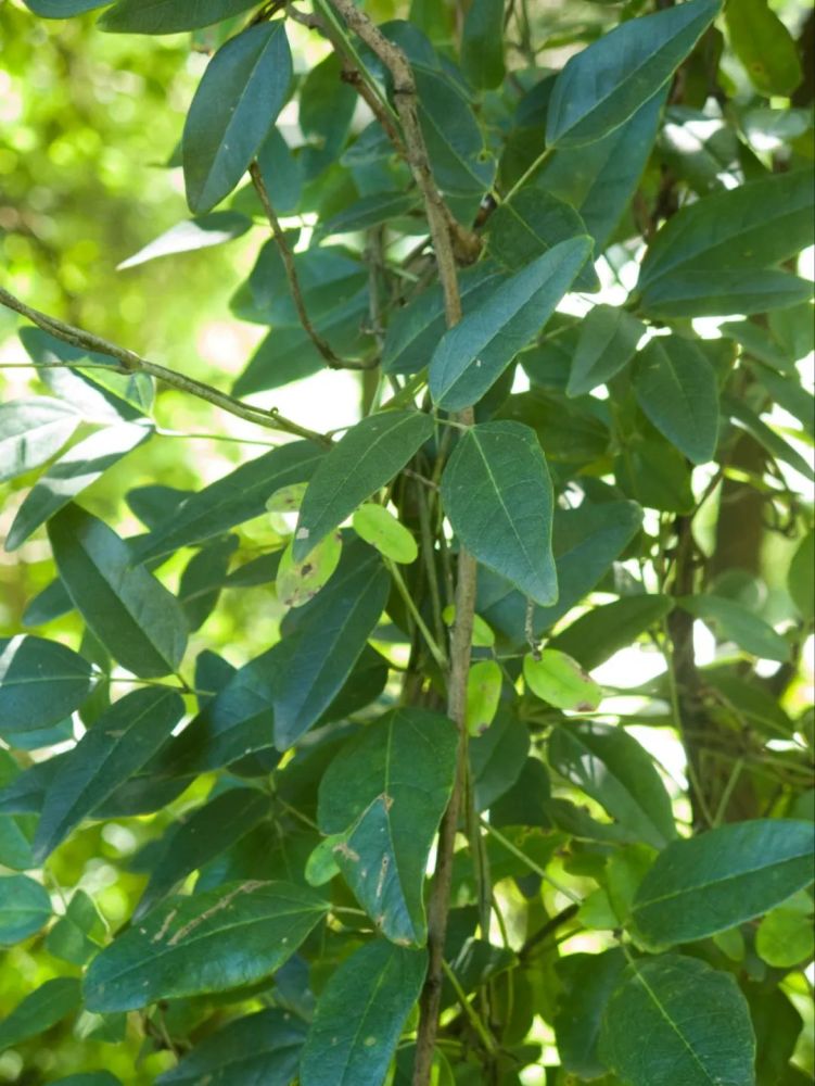 白木通akebia trifoliata(thunb.)koidz. var. australis(diels)rehd.