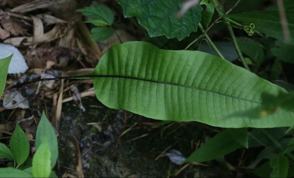 99种中药原植物高清图