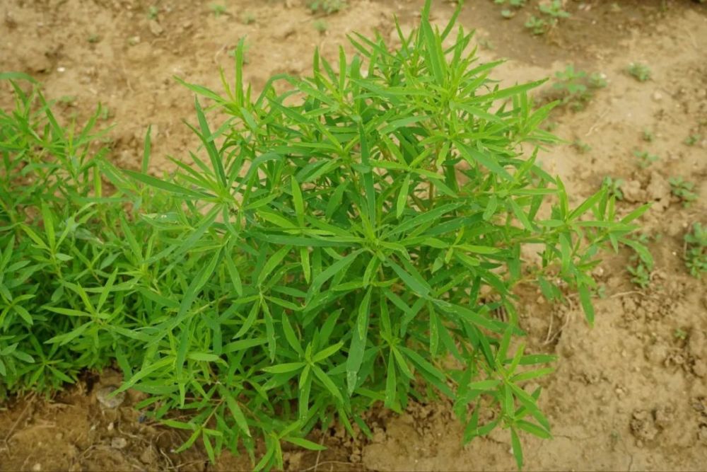 99种中药原植物高清图