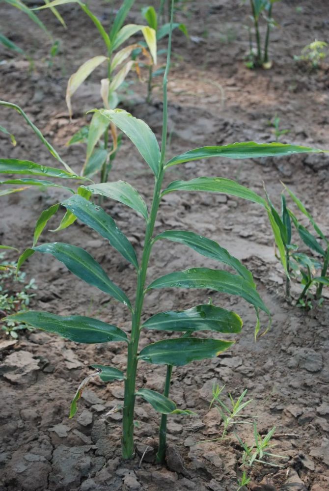 99种中药原植物高清图