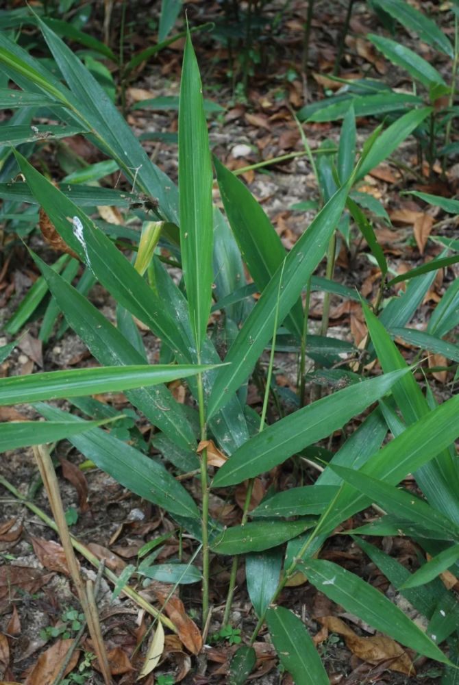 高良姜alpinia officinarumhance.