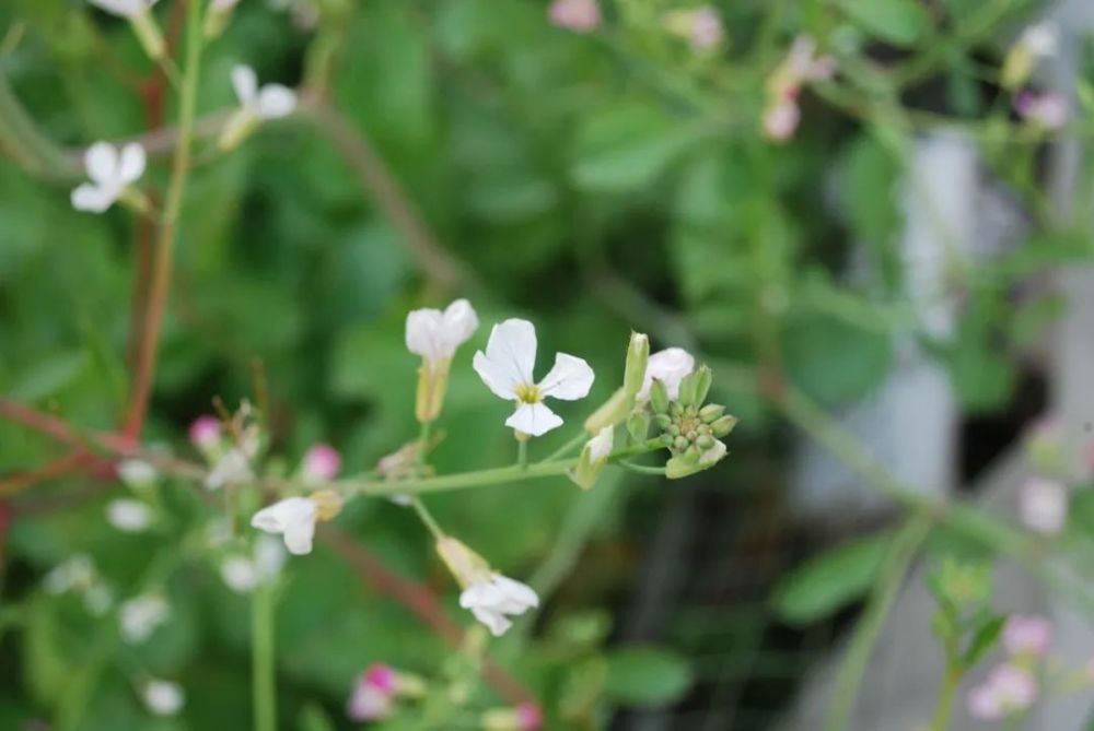 莱菔子(萝卜raphanus sativusl.)