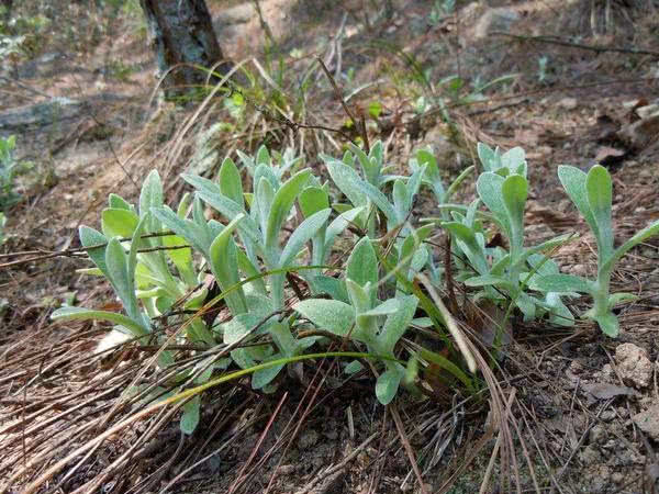 野菜,贝母,小根蒜,马刺蓟,茅香