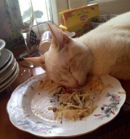 搞笑gif:这猫咪既是个吃货还是个懒货,吃着吃着就睡盘子里了