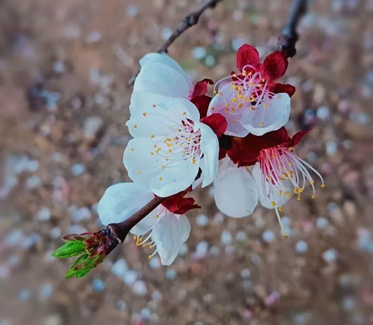 华州远去的"杏花林"