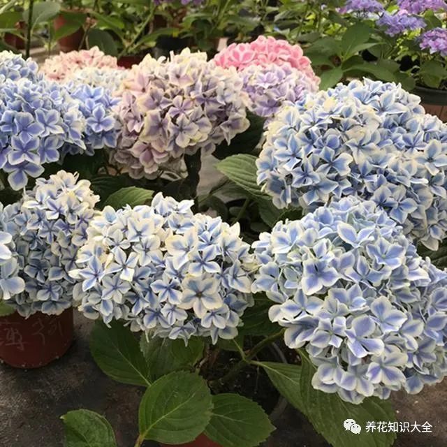 绣球花,许愿星,纱织小姐,卡米拉,红宝石,莱昂,蒙娜丽莎,植株,薄荷