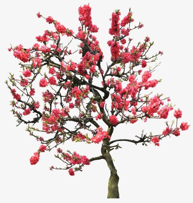 梅花树什么时候栽种比较好?