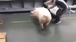 爆笑gif:这宠物厉害了,一品带刺护卫!