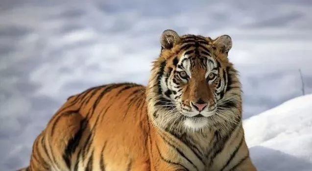 属虎人明日运势