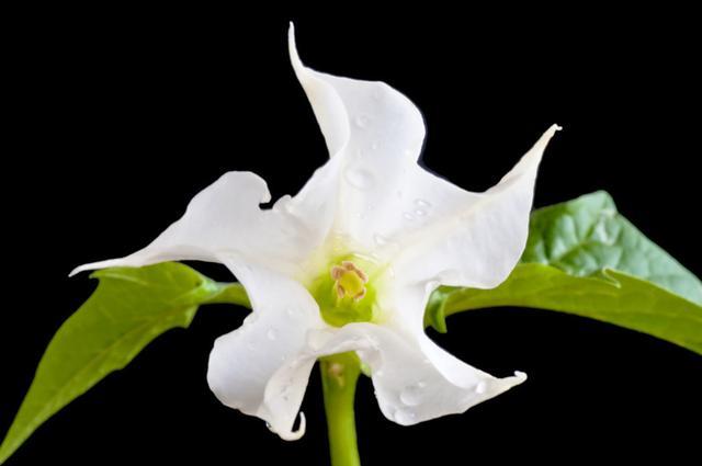 要是可以看到这白色的花朵的幸运儿可以带来好运,也正是因为曼陀罗是