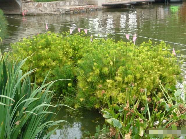水生植物,科学家,细胞,陆生