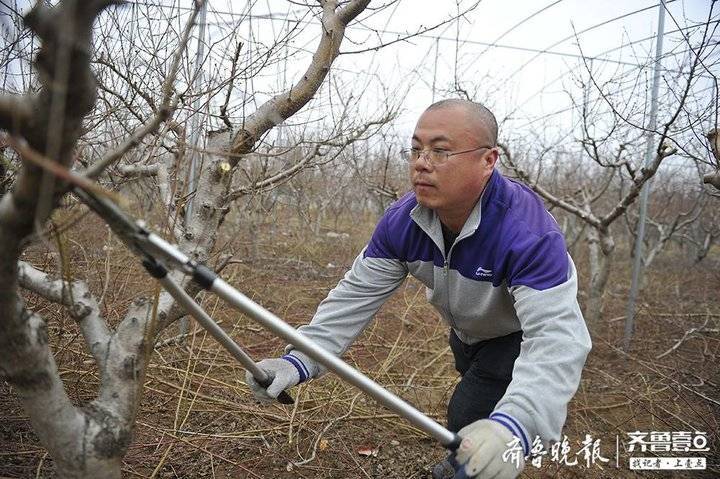 南部山区桃树发新芽,村民忙修桃枝保丰收