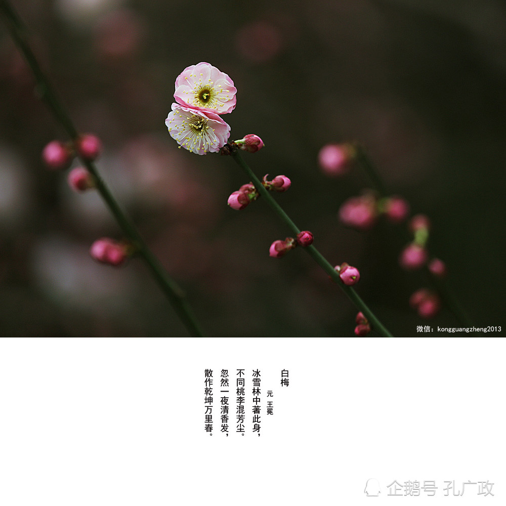 经典的诗词歌赋和唯美的摄影作品,带你一起欣赏迎春梅花的精彩