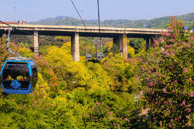白云山,儿童公园……恢复开放,广州春色又回来了!