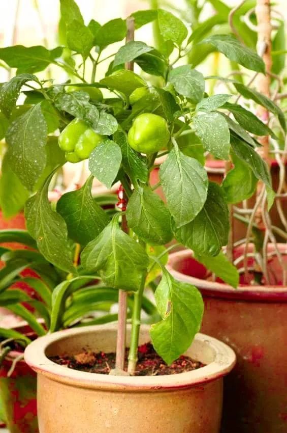 甜椒,盆栽,幼苗,播种,植物